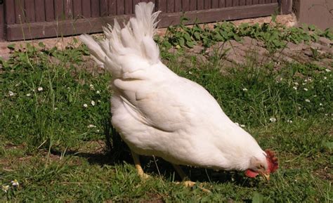 ᐈ GALLINA LEGHORN BLANCA 【 Origen, Características, Crianza