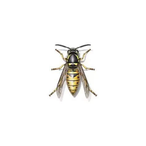 Yellowjacket Identification | Yellowjackets in Central and Eastern Virginia