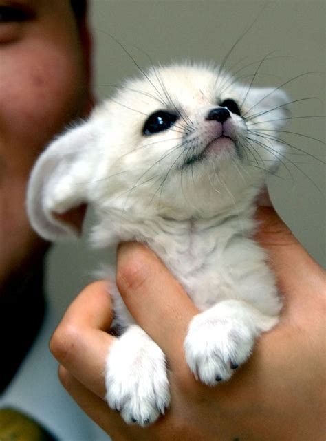 A Collection Of The Most Beautiful Albino Animals - Sharenator | Albino ...