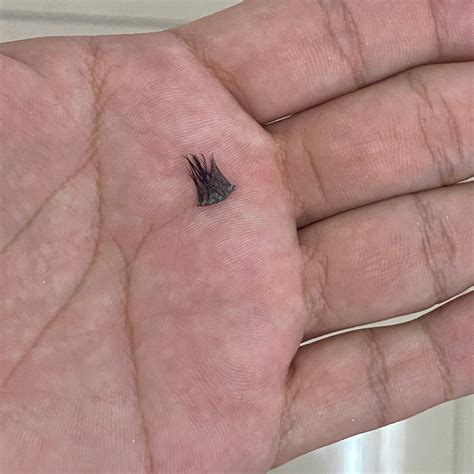 Brianna Blair Lorenzo