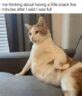 funny cat memes  confirm cats   funniest  menaces