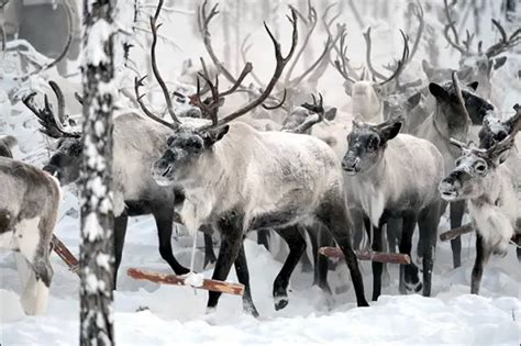 Wildlife in Coldest Place on Earth - 10 Pictures - Animal's Look