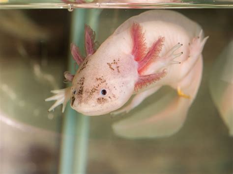 All 14 Axolotl Color Morphs - With Pictures - axolotl-care
