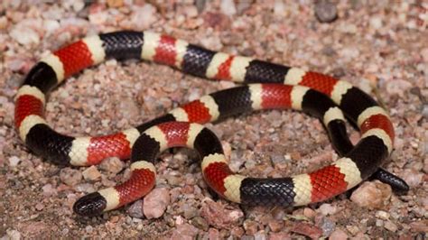 Coral Snake Vs King Snake Vs Milk Snake (Differences & Similarities)