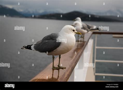 Common Gull sitting on the gunwale of cruise ship Mein Schiff 1 (old ...