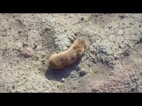 Τυφλοπόντικας της Λέσβου. - YouTube