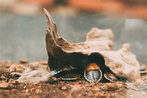 Do Any Animals Eat Cockroaches at Amy Dieter blog