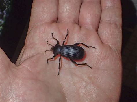 Darkling Beetle In My House at Roseanna Morris blog