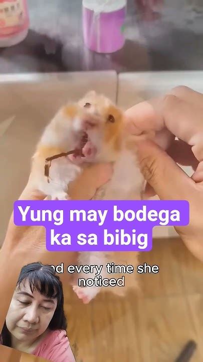 naiistretch ang bibig ng hamster kasi kahit ano iniimbak nia sa bibig