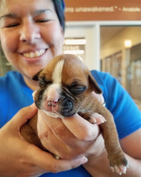 monterey hotels that allow pets 8