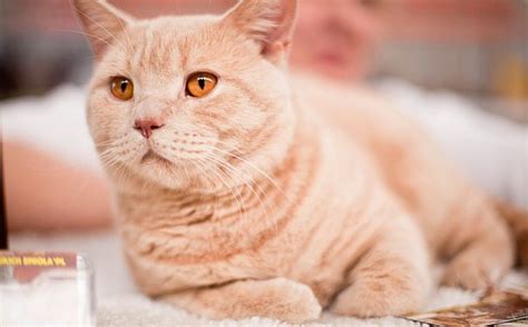 How Is Hyperthyroidism Diagnosed in Cats? - Trudeau Meter