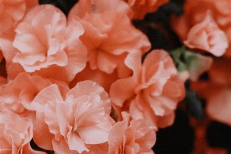 Vintage Peach Flower Aesthetic