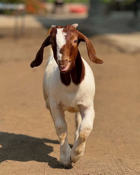 Best Goat Breeds for Meat & Milk Production in Africa - Farm Circle