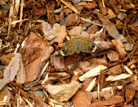 camoflage  somemuttupnorth  deviantart