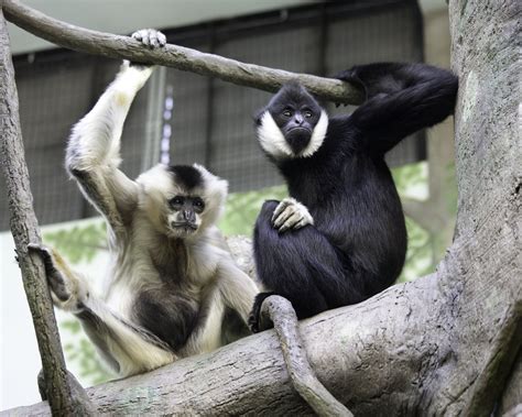 How Are Long Arms Useful To Gibbons at Loretta Cyr blog