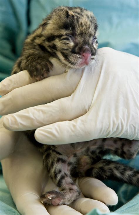 Clouded Leopard Cub | Smithsonian Institution