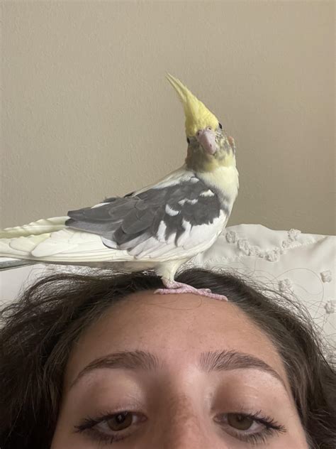 what happens if cockatiel losing hair indoors 1