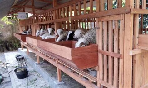 ternak kambing  domba  pemula varia katadatacoid