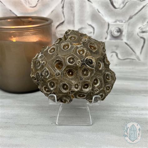 Coral Jade aka Fossilized Actinocyathus Coral Specimen – Eerie Mineral Co.