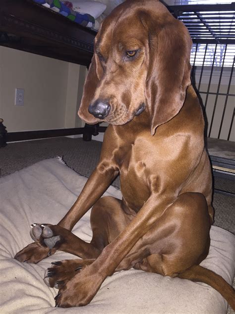 Checking dog legs health reveals a surprise joint condition 11