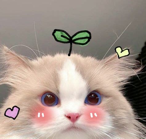 cute kitten pfp