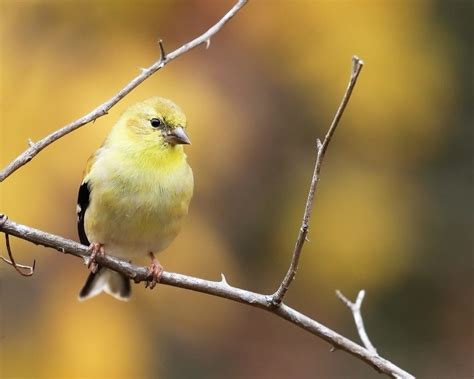 Goldfinch in Winter - FeederWatch