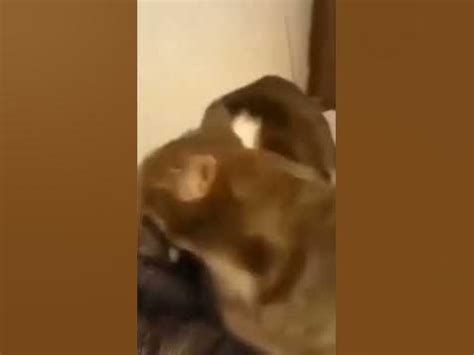 cat aaaaaaa funny youtube