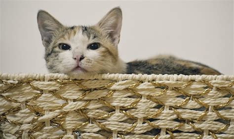 premium photo pussy cat