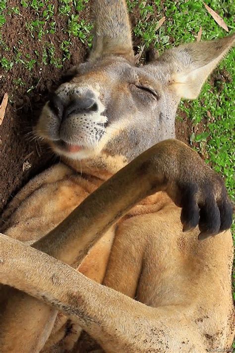 Sleep Eating Kangaroo GIF - Kangaroo Animals - Discover & Share GIFs