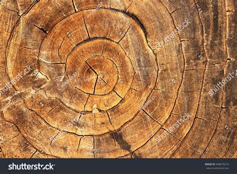 Tree Rings Dendrochronology Way Measuring Scientific Stock Photo ...