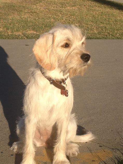 cocker spaniel terrier mix puppies