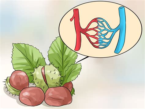 How Long For Internal Hemorrhoids To Heal at Bonnie Tyler blog