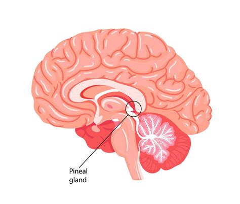 Glandula Anficrina - la glándula pineal, el conario o la epífisis cerebral. 10810344 Vector ...