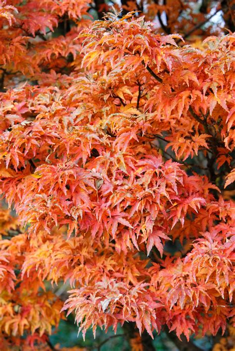 40 Japanese maple tree ideas | japanese maple tree, japanese maple