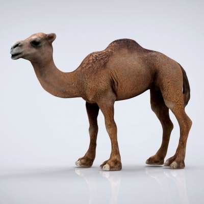 camel  model  alenfsl