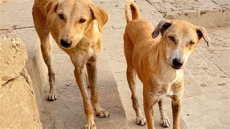 Are Indian Street Dogs Good Pets