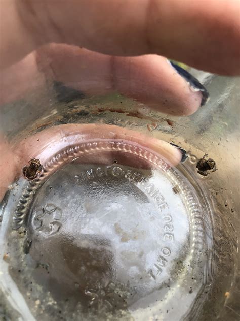 Can someone ID these teeny tiny frogs? : r/frogs