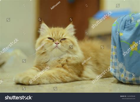 Cute Red Tabby Persian Cat Stock Photo 1429499648 | Shutterstock