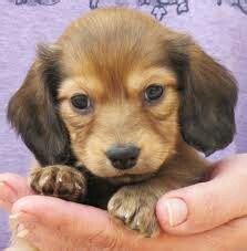 long hair dotson dachshund puppies dachshund puppy miniature cute dogs