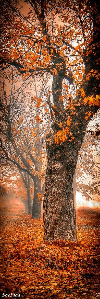 discover  tree inspiration  tree ideas beautiful tree magical