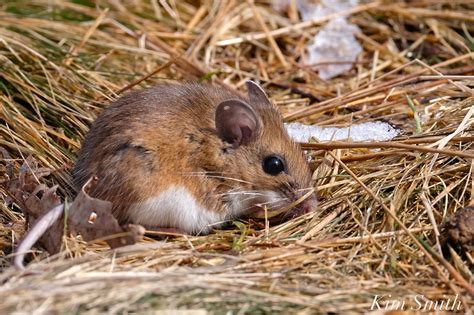 White Footed Mouse
