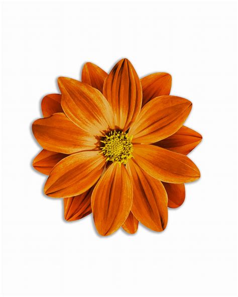 Tovaglietta tonda Bouquet – Fiore arancio - Emily Evans