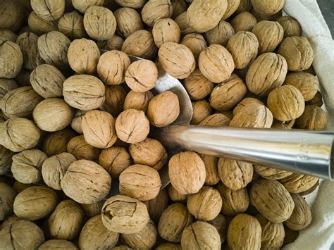 Walnut Nuts Shelled - Free photo on Pixabay - Pixabay
