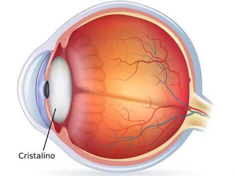 O Que E Cristalino Do Olho - O Que é O Cristalino? - Cornea Clinic