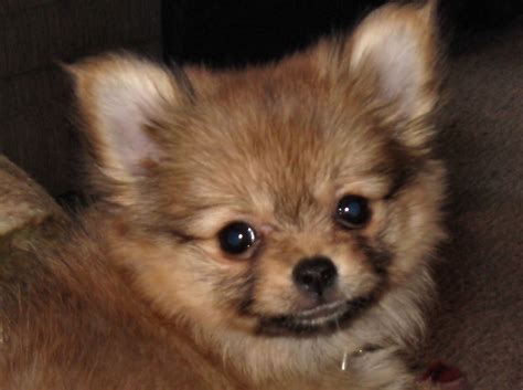 Chihuahua Mix With Pomeranian