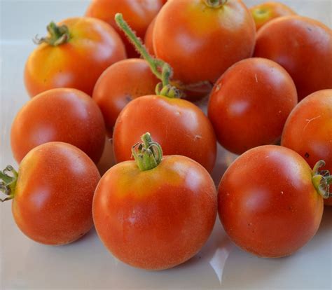 chinese velvet tomato seeds