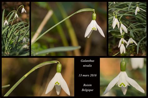 Galanthus nivalis