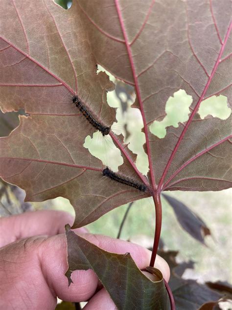 How To Prevent Gypsy Moth Damage at Kathy Foley blog