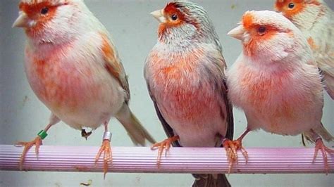 Top 15 Best Pet Birds That Talk and Sing - ARTCENTRON