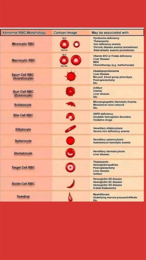understanding abnormal rbc morphology
